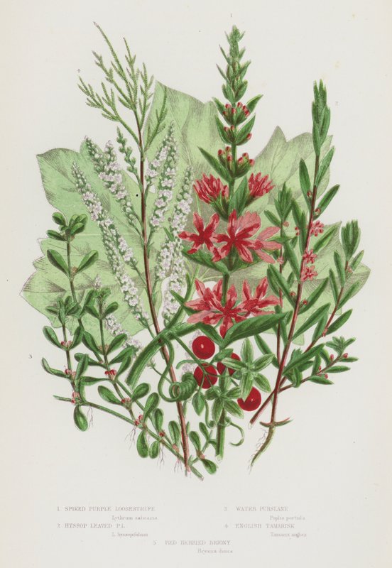 Flowering Plants of Great Britain: Spiked Purple Loosestrife, Hyssop Leaved Purple Loosestrife, Water Pursiane, English Tamarisk, Red Berried Briony by English School