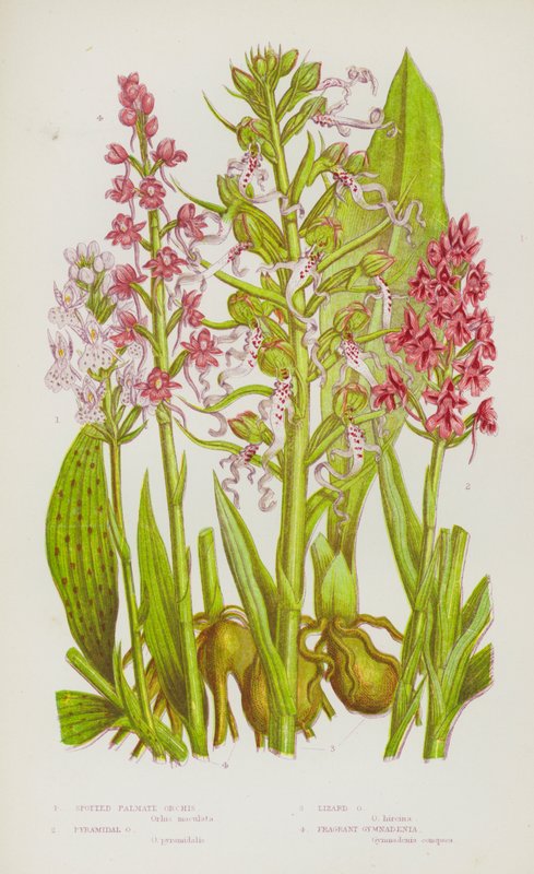 Flowering Plants of Great Britain: Spotted Palmate Orchis, Pyramidal Orchis, Lizard Orchis, Fragrant Gymnadenia by English School