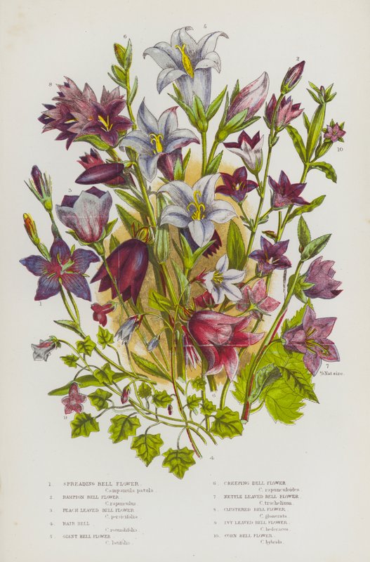 Flowering Plants of Great Britain: Spreading Bell Flower, Rampion Bell Flower, Peach Leaved Bell Flower, Hair Bell, Giant Bell Flower, Creeping Bell Flower, Nettle Leaved Bell Flower, Clustered Bell Flower, Ivy Leaved Bell Flower, Corn Bell Flower by English School