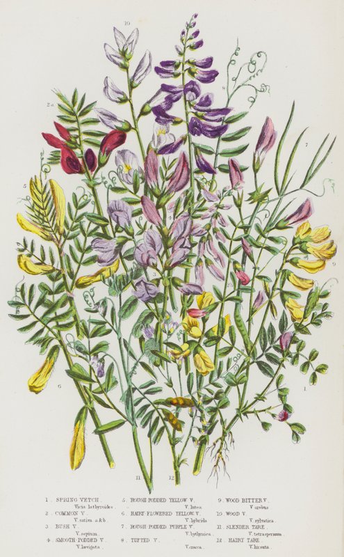 Flowering Plants of Great Britain: Spring Vetch, Common Vetch, Bush Vetch, Smooth-Podded Vetch, Rough-Podded Yellow Vetch, Hairy-Flowered Yellow Vetch, Rough-Podded Purple Vetch, Tufted Vetch, Wood Bitter Vetch, Wood Vetch, Slender Tare, Hairy Tare by English School