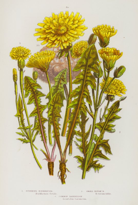 Flowering Plants of Great Britain: Stinking Borkhausia, Small Rough