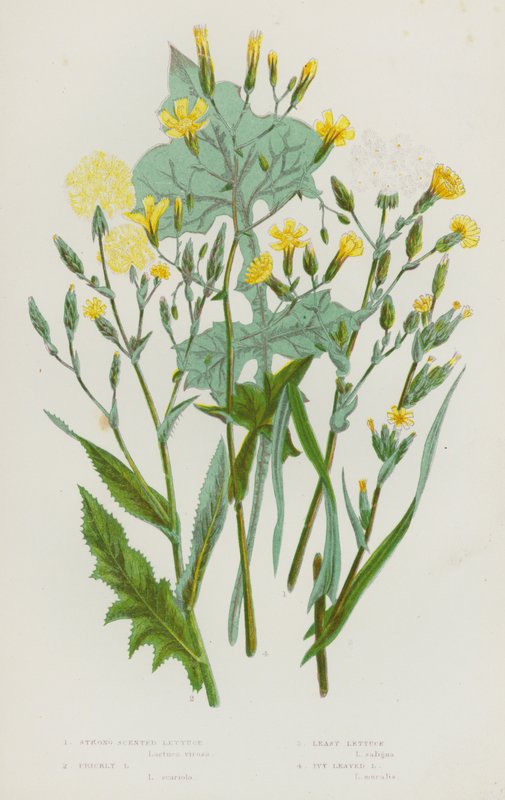 Flowering Plants of Great Britain: Strong Scented Lettuce, Prickly Lettuce, Least Lettuce, Ivy Leaved Lettuce by English School