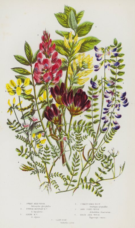 Flowering Plants of Great Britain: Sweet Milk-Vetch, Purple Mountain Milk-Vetch, Alpine Milk-Vetch, Common Bird