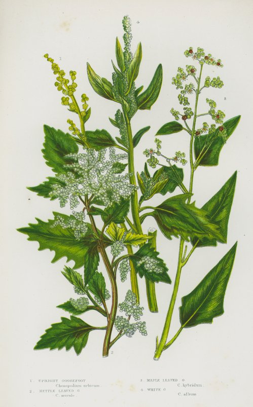 Flowering Plants of Great Britain: Upright Goosefoot, Nettle Leaved Goosefoot, Maple Leaved Goosefoot, White Goosefoot by English School