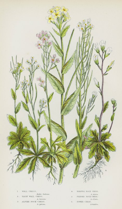 Flowering Plants of Great Britain: Wall Cress, Hairy Wall Cress, Alpine Rock Cress, Bristol Rock Cress, Fringed Rock Cress, Tower Cress by English School