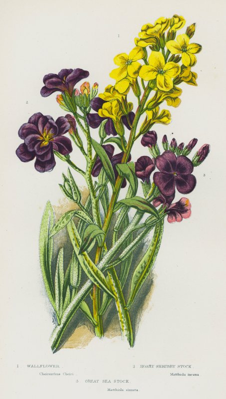 Flowering Plants of Great Britain: Wallflower, Hoary Shrubby Stock, Great Sea Stock by English School