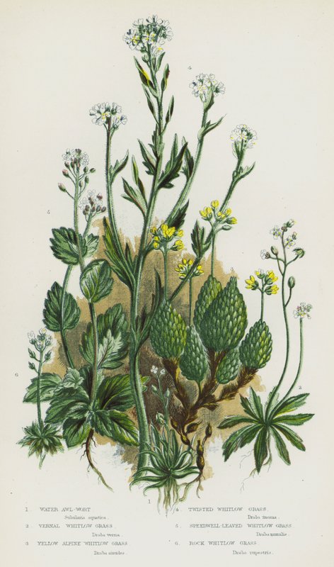 Flowering Plants of Great Britain: Water Awl-Wort, Vernal Whitlow Grass, Yellow Alpine Whitlow Grass, Twisted Whitlow Grass, Speedwell-Leaved Whitlow Grass, Rock Whitlow Grass by English School