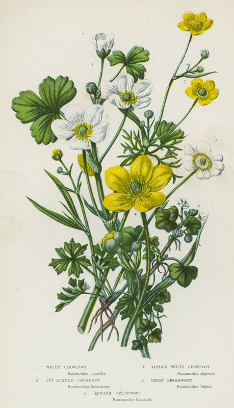 Flowering Plants of Great Britain: Water Crowfoot, Ivy-Leaved Crowfoot, Alpine White Crowfoot, Great Spearwort, Lesser Spearwort by English School