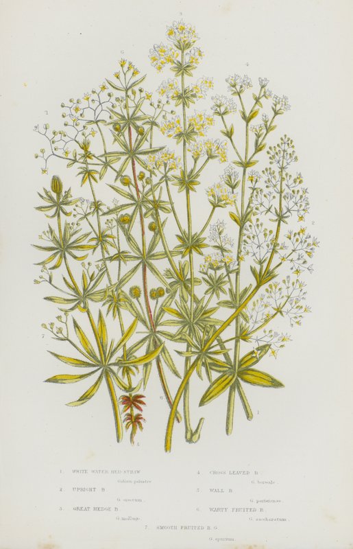Flowering Plants of Great Britain: White Water Bed-Straw, Upright Bed-Straw, Great Hedge Bed-Straw, Cross Leaved Bed-Straw, Wall Bed-Straw, Warty Fruited Bed-Straw, Smooth Fruited Bed-Straw by English School