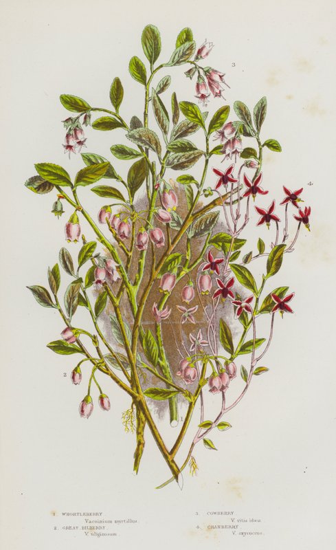 Flowering Plants of Great Britain: Whortleberry, Great Bilberry, Cowberry, Cranberry by English School