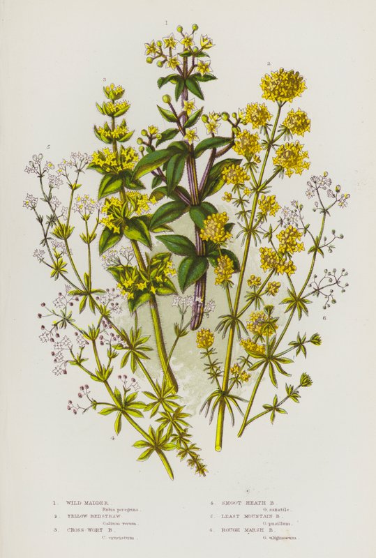 Flowering Plants of Great Britain: Wild Madder, Yellow Bedstraw, Cross-Wort Bedstraw, Smoot Heath Bedstraw, Least Mountain Bedstraw, Rough Marsh Bedstraw by English School