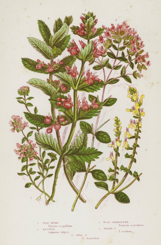 Flowering Plants of Great Britain: Wild Thyme, Majorum, Wood Germander, Water Germander, Wall Germander by English School