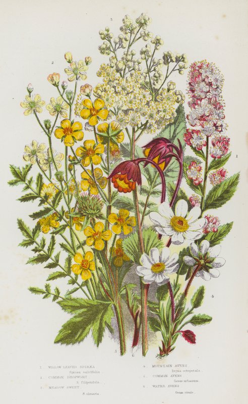 Flowering Plants of Great Britain: Willow Leaved Spiraea, Common Dropwort, Meadow Sweet, Mountain Avens, Common Avens, Water Avens by English School