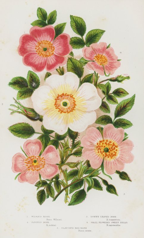 Flowering Plants of Great Britain: Wilson