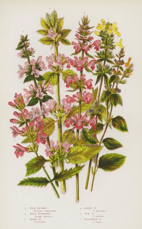 Flowering Plants of Great Britain: Wood Betony, Hedge Woundwort, Marsh Woundwort, Downy Woundwort, Corn Woundwort, Pale Annual Woundwort by English School