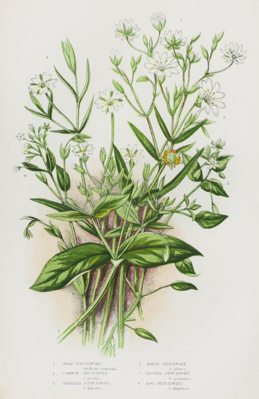 Wood Stitchwort, Common Chickweed, Greater Stitchwort, Marsh Stitchwort, Lesser Stitchwort, Bog Stitchwort by English School
