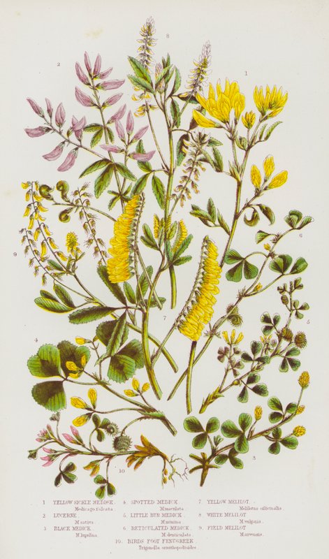 Yellow Sickle Medick, Lucerne, Black Medick, Spotted Medick, Little Bur Medick, Reticulated Medick, Birds Foot Fenugreek, Yellow Melilot, White Melilot, Field Melilot by English School