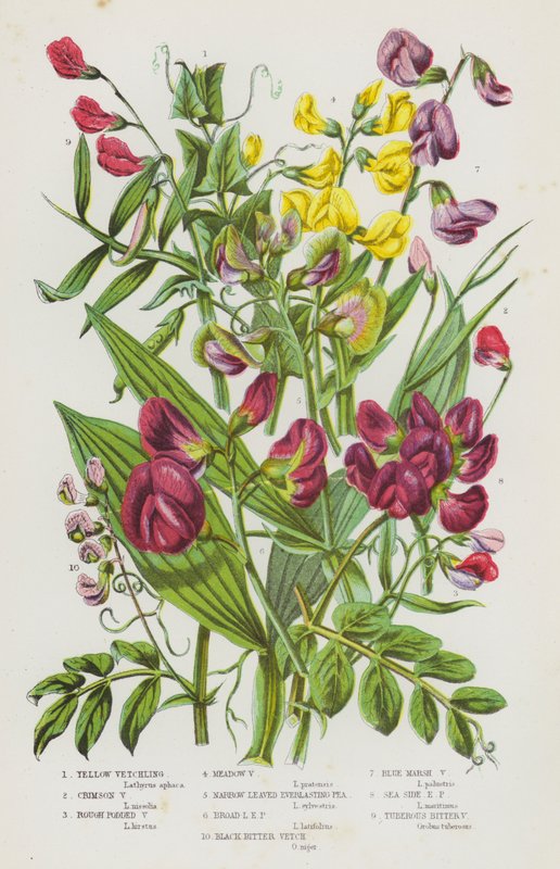 Flowering Plants of Great Britain: Yellow Vetchling, Crimson Vetchling, Rough Podded Vetchling, Meadow Vetchling, Narrow Leaved Everlasting Pea, Broad Leaved Everlasting Pea, Black Bitter Vetch, Blue Marsh Vetchling, Sea Side Everlasting Pea, Tuberous Bit by English School