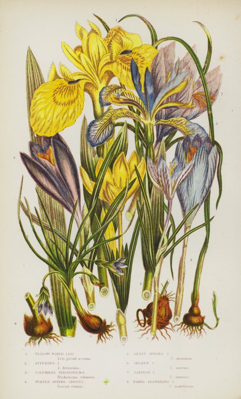 Flowering Plants of Great Britain: Yellow Water Iris, Stinking Iris, Columnas Trichonema, Purple Spring Crocus, Least Spring Crocus, Golden Crocus, Saffron Crocus, Naked-Flowering Crocus by English School