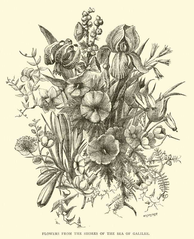 Flowers from the Shores of the Sea of Galilee by English School