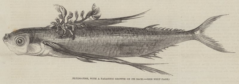 Flying-Fish, with a Parasitic Growth on its Back by English School