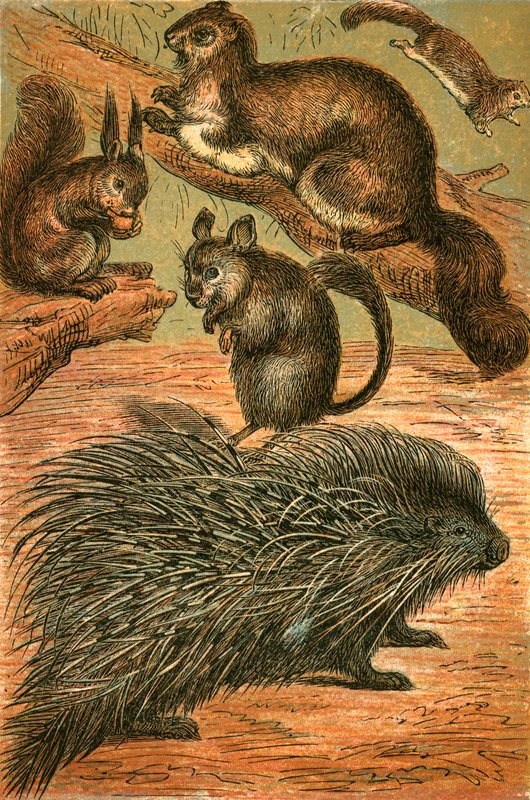 Flying Squirrels, Common Squirrel, Chinchilla and Porcupine by English School