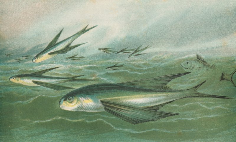 Flying Fish by English School
