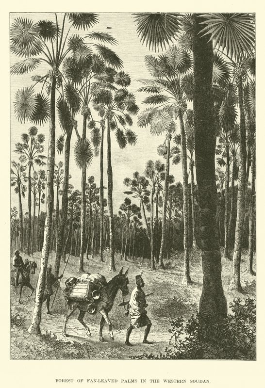 Forest of Fan-Leaved Palms in the Western Sudan by English School
