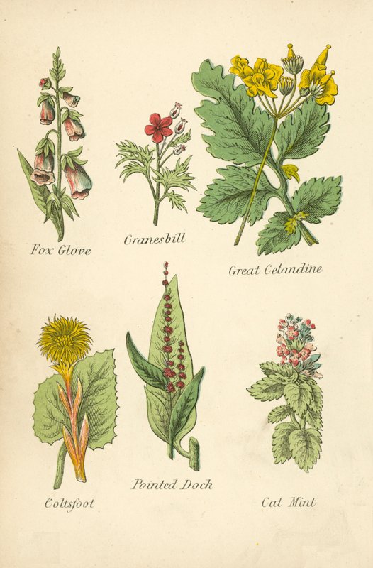 Foxglove, Crane