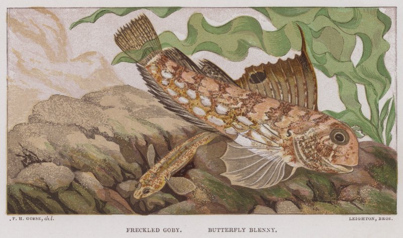 Freckled Goby, Butterfly Blenny by English School