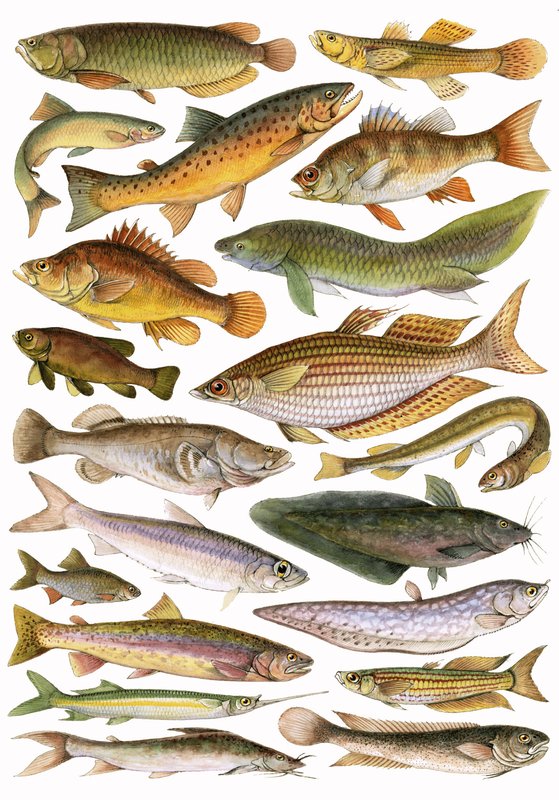 Fresh Water Fishes of the Empire - Australian Region by English School