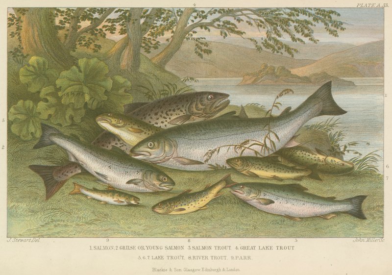 Freshwater fish by English School