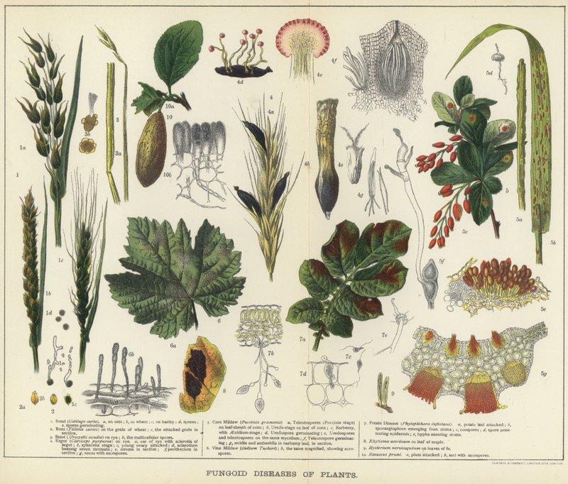 Fungoid diseases of plants by English School