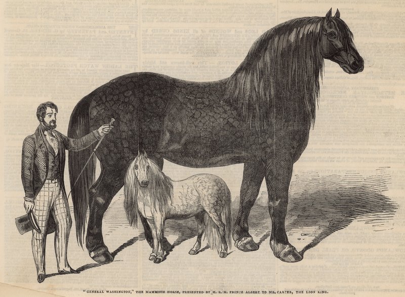 General Washington, the Mammoth Horse by English School