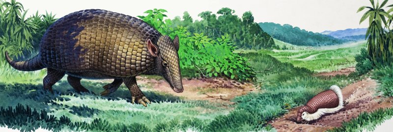 Giant Armadillo and Fairy Armadillo by English School