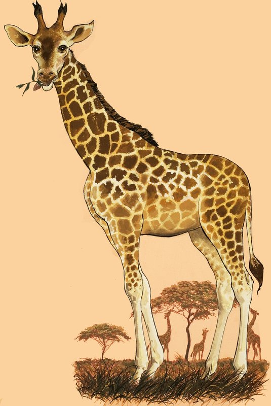 Giraffe by English School