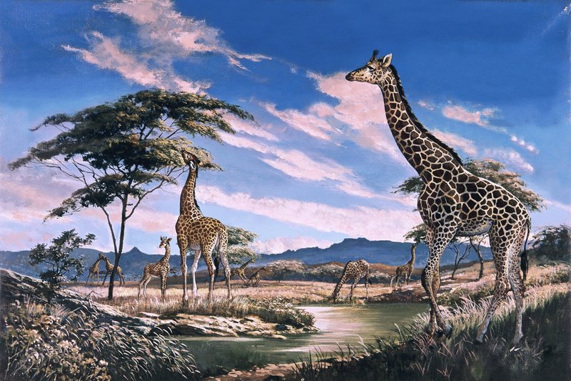 Giraffes in Africa by English School