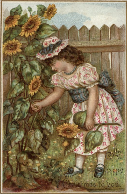 Girl Picking Sunflowers in a Garden by English School
