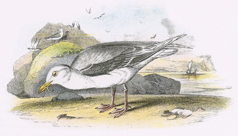 Glaucous Gull by English School