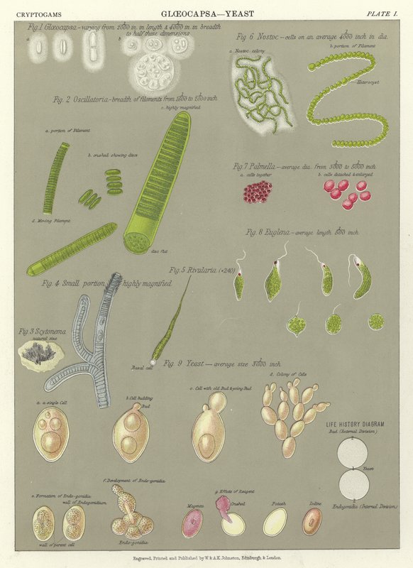 Gloeocapsa, Yeast by English School