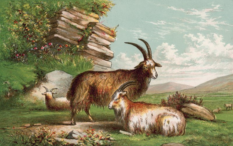 Goats by English School