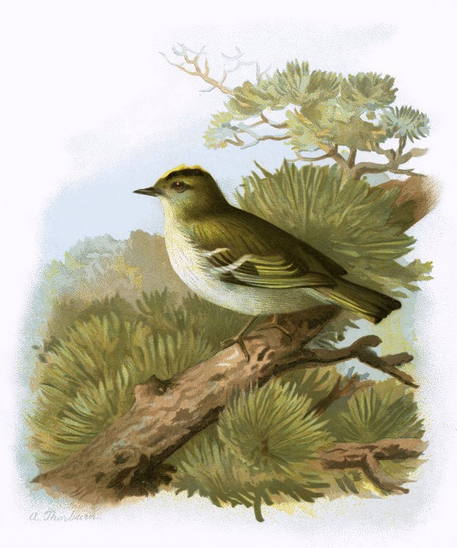 Golden-crested Wren by English School