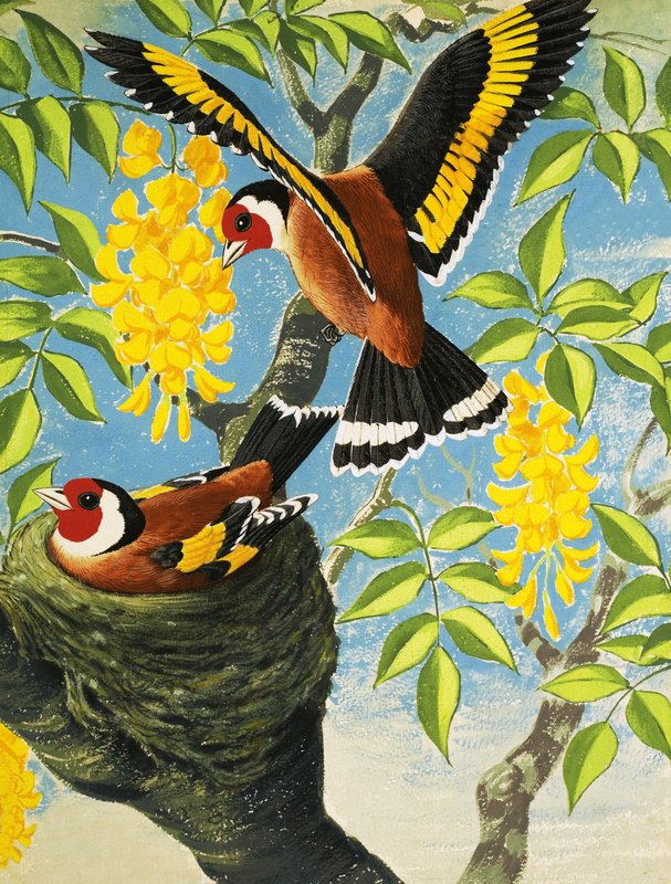 Goldfinch by English School