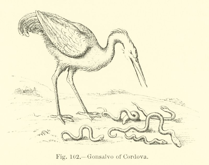 Gonsalvo of Cordova by English School