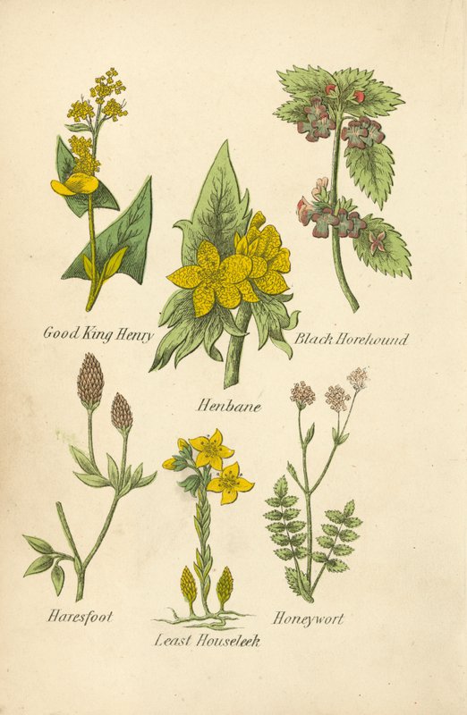 Good King Henry, Henbane, Black Horehound, Haresfoot, Least Houseleek, Honeywort by English School