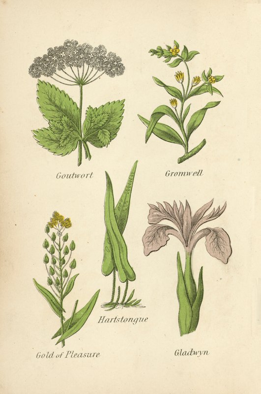 Goutwort, Gromwell, Hartstongue, Gold of Pleasure, Gladwyn by English School
