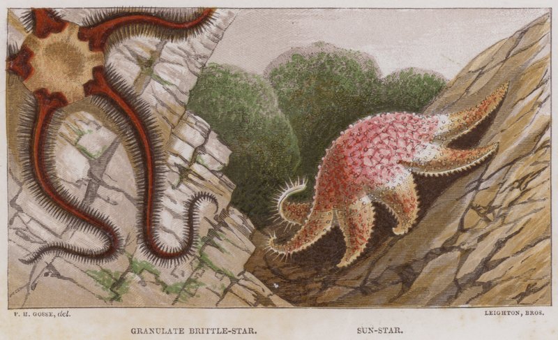 Granulate Brittle-Star, Sun-Star by English School