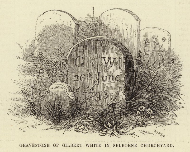 Gravestone of Gilbert White in Selborne Churchyard by English School