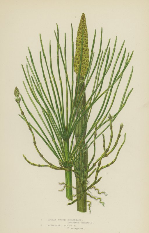 Great Water-Horsetail, Variegated Rough Horsetail by English School