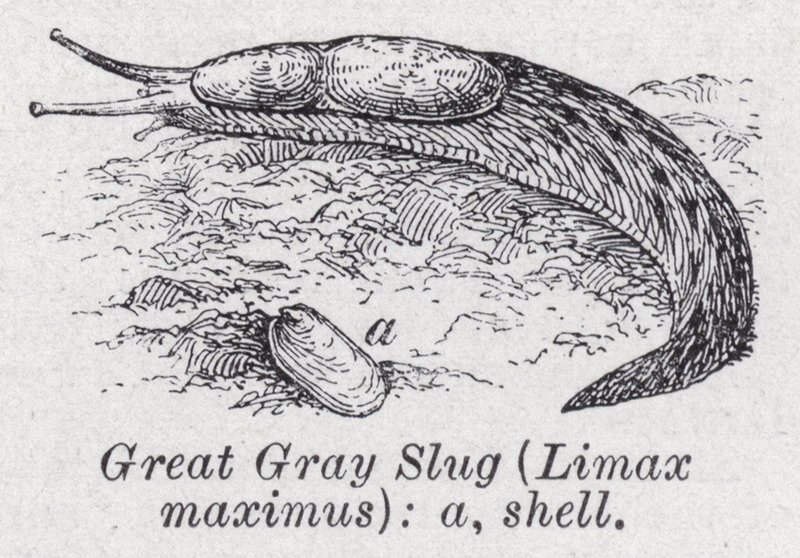 Great gray slug, Limax maximus by English School